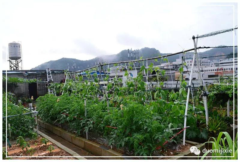 聽說了嗎，多米居然開始搞副業(yè)了？